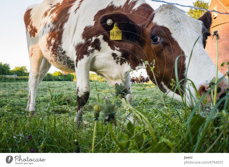 Neugierig schauende Kuh neugierig Neugierde beobachten Blick Porträt Weide Idylle idyllisch Dorf Dorfidylle Tier Wiese Nutztier Landwirtschaft Tierporträt Rind