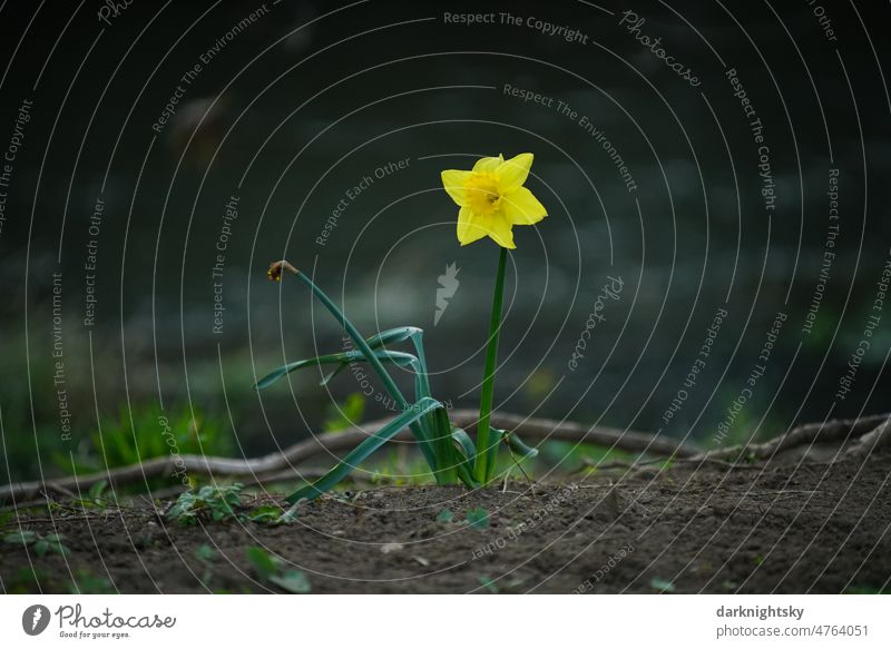 Gelbe Narzisse in freier Wildbahn in voller Blüte und dunklem Hintergrund, Narcissus Nahaufnahme Frühblüher Ostern Blume Narzissen Farbfoto gemäldeartig