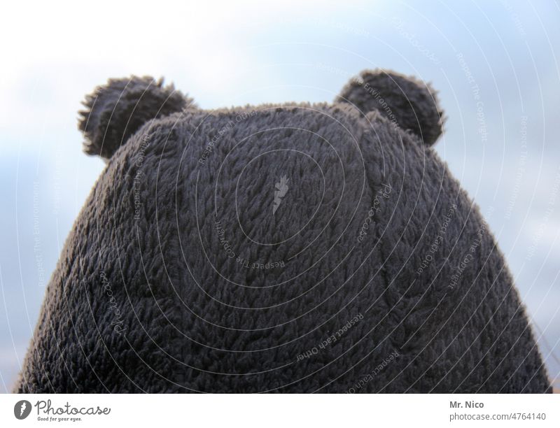 hinterrücks | bärenfellmütze Hinterkopf Mütze Bärenfell Rückansicht Kopfbedeckung teddybär Teddybär warmhalten bärenkostüm Fell Ohren