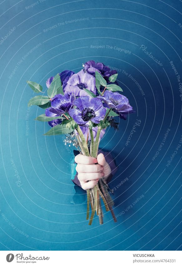Frau Hand hält lila Blumenstrauß durch Loch in blauer Wand Hintergrund Beteiligung purpur Golfloch kreativ Konzept Vorderansicht große Blütenblätter Blütezeit