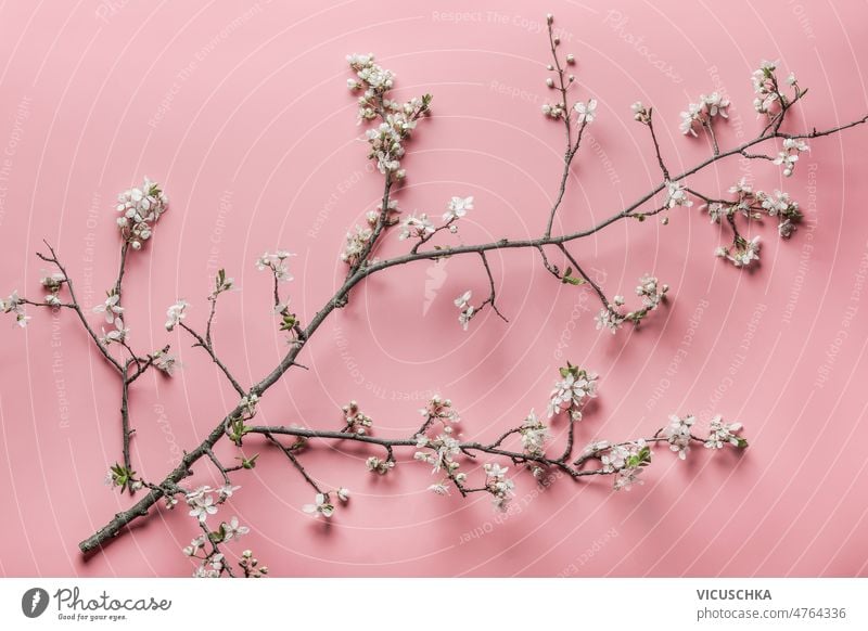 Kirschblütenzweige mit weißen Blütenblättern auf rosa Hintergrund Frühling saisonbedingt Überstrahlung Draufsicht schön Blütezeit Ast Kirsche Kirschzweig Flora