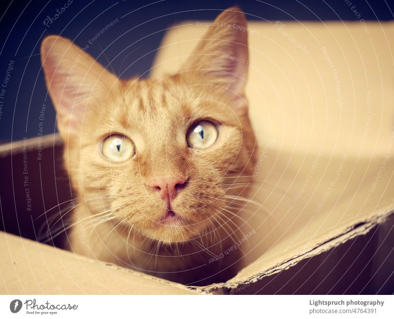 Rotschopfkatze, die in einem Karton sitzt und neugierig in die Kamera schaut. Nahaufnahme Ingwer Katze in die Kamera schauen Selektiver Fokus Weichzeichner