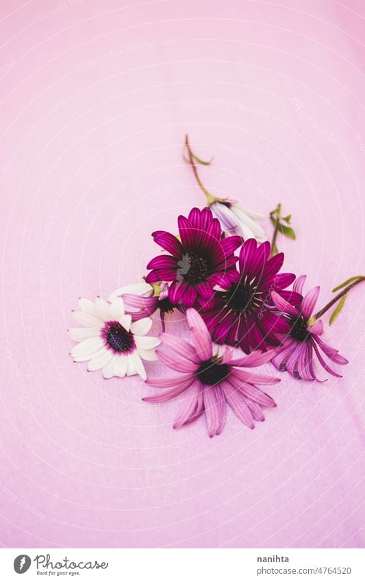 Blumenstrauß aus wilden schönen Blumen in lila und rosa Tönen geblümt purpur Vielfalt Varieté frisch Frische Widl Blumen Blütezeit Blühend geschnitten