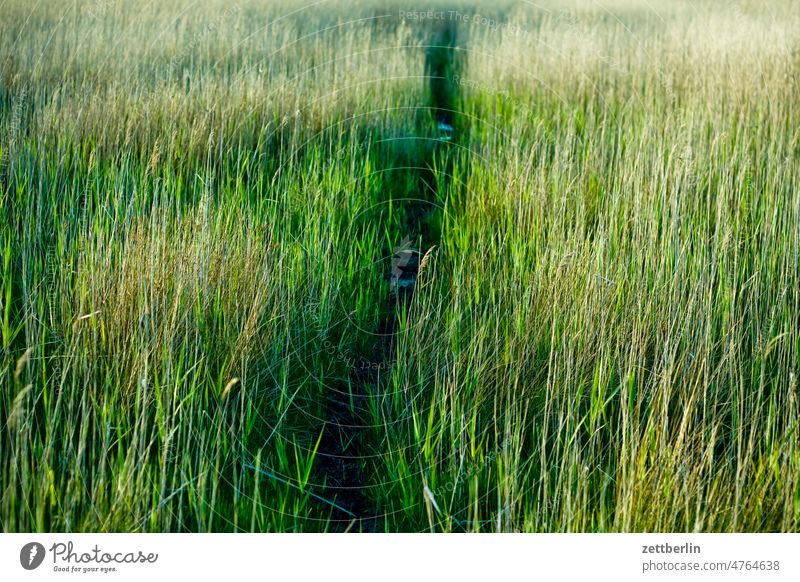 Pfad durch die Wiese landschaft mecklenburg-vorpommern mönchgut ostsee rügen tourismus urlaub wiese gras weg wandern wanderweg pfad abkürzung feucht