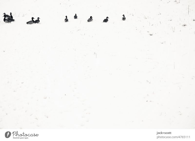 watscheln und quaken im weißen Schnee Ente kalt Vogel Wintertag winterlich Tiere Tiergruppe ruhig Natur Schneedecke Hintergrund neutral Monochrom Winterstimmung