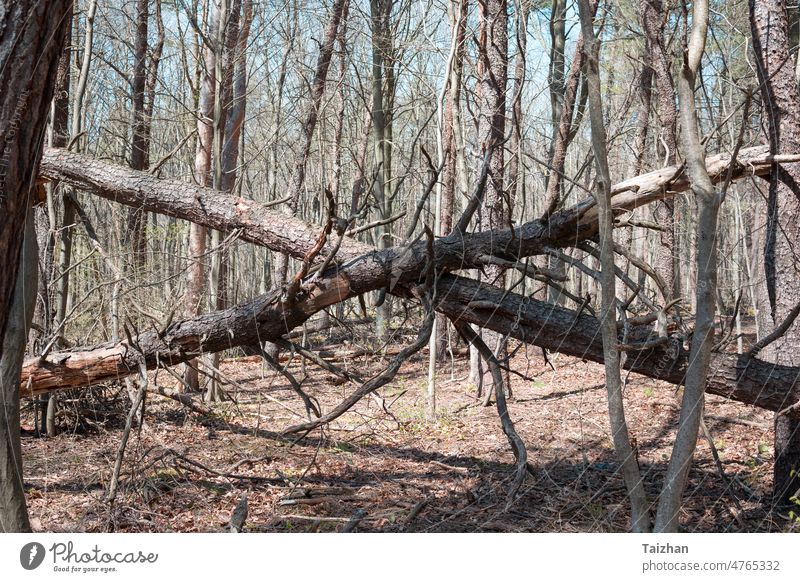 Zwei gekreuzte umgestürzte Baumstämme in einem Wald Verwesung Natur verfault Holz Wildnis Leben tot Licht Kofferraum gefallen Moos alt Landschaft natürlich