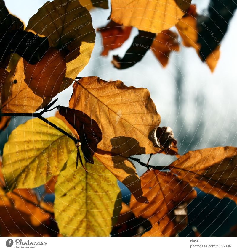 bald schon wieder Herbst Buche Blatt Gegenlicht Ast Stimmung warm Natur Muster braun wandel Transformation Übergang Baum Umwelt Pflanze Vergänglichkeit