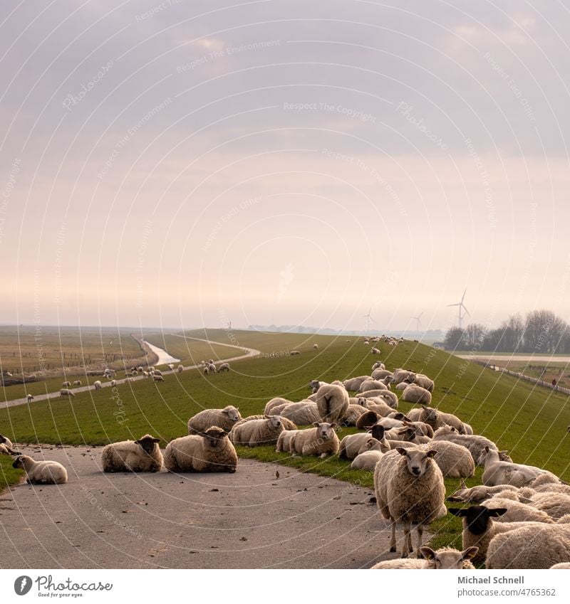 Am Deich: Schafherde (Nordsee) Schafe schafsherde Nutztier Nordseeküste Herde Landschaft Wiese Tiergruppe Natur Wolle Gras Schafswolle Weide Nutztiere Fell