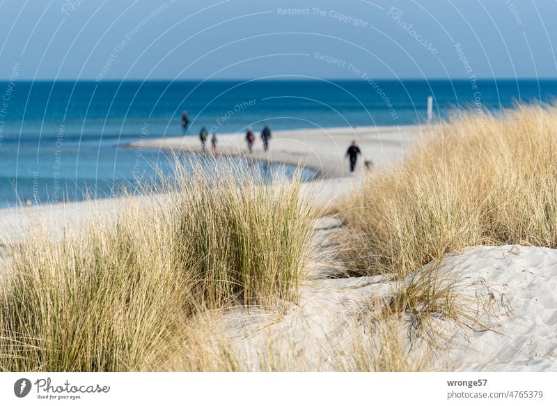 Blick durch das Dünengras zu den Strandspaziergängern am Ostseestrand Fischland Küste Spazieren Spaziergänger Sandstrand Schönes Wetter Blauer Himmel Horizont