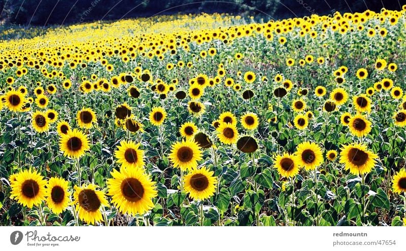 Sonnenblumen in der Provence Blume Feld gelb Pflanze grün Natur