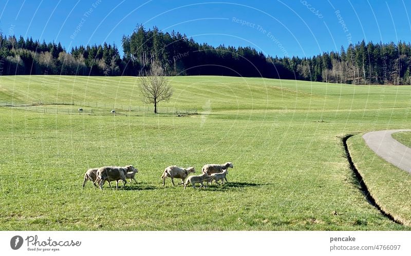 go west! Schafe Herde Wiese Allgäu ausbüchsen Schafherde Nutztier Schafswolle Tiergruppe Landschaft Weide Landwirtschaft Tierporträt Wolle Umwelt Westen