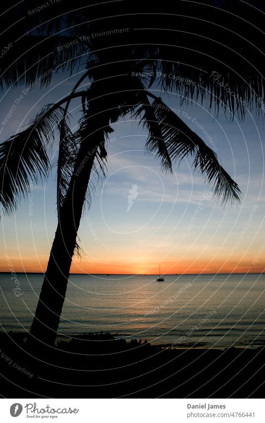 Tropisch die Inselbrise. tropisch Palme Meer Sonnenuntergang Handfläche Ferien & Urlaub & Reisen Himmel Pflanze Sonnenuntergangshimmel Sonnenuntergangsstimmung
