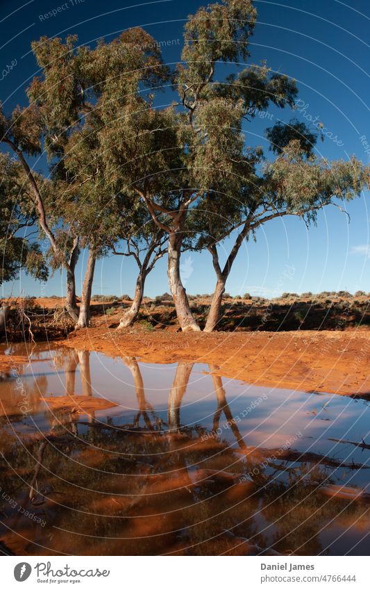 Outback Eukalyptusbäume im Bachbett gespiegelt Baum Bäume Wasser Reflexion & Spiegelung wüst Australien Bruchschanze sonnig Natur Außenaufnahme Farbfoto
