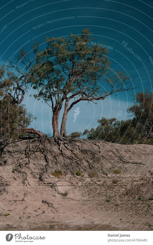 Outback Tree am Flussufer, der gerade noch so durchhält. Baum Wurzeln Himmel Erosion Natur Landschaft Menschenleer Tag Außenaufnahme Umwelt ausgesetzt labil