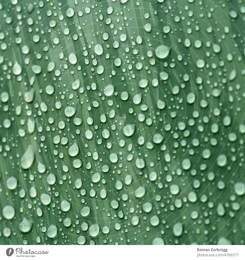 Tropfnasser Siloball nach dem Regen Tropfen Wassertropf Wassertropfen Regenwetter Oberfläche tropfnass nesse Oberfläche Nahaufnahme Wetter