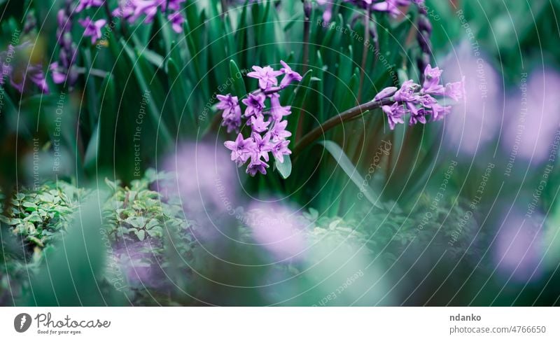 Blühende lila Hyazinthe im Garten an einem sonnigen Sommernachmittag, selektiver Fokus purpur schön Schönheit Blütezeit Überstrahlung blau Botanik Nahaufnahme