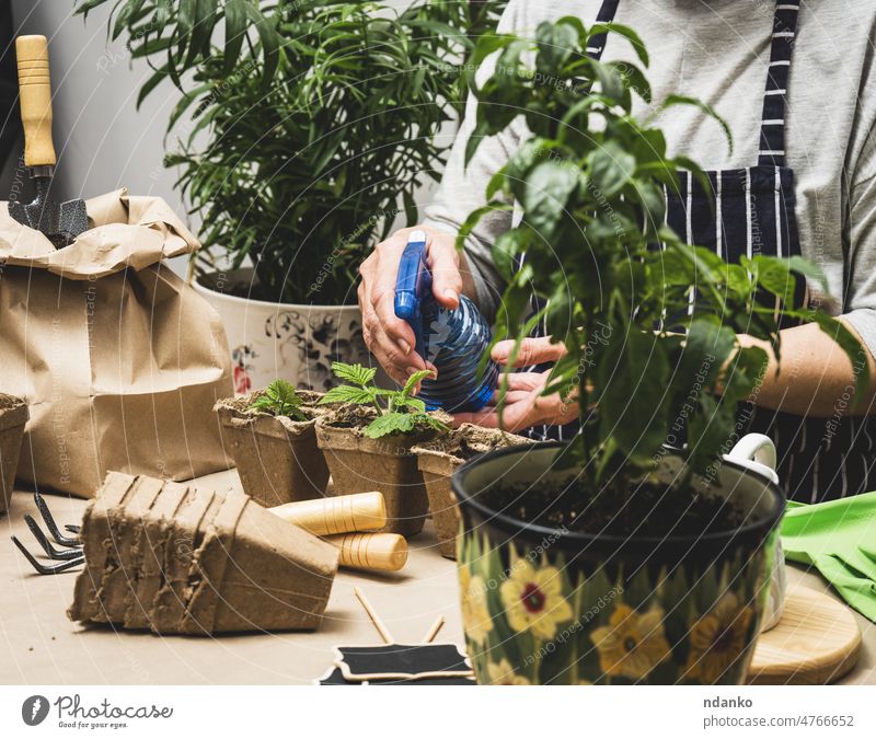 eine Frau gießt grüne Sprossen in Pappbechern. Frühlingssamen pflanzen Zimmerpflanze Flora Lifestyle Haus Menschen Tisch frisch Erwachsener Ackerbau Pflege