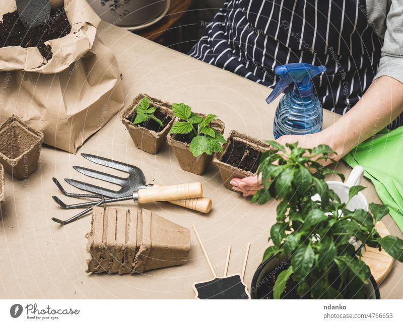 eine Frau sitzt in einem Raum und pflanzt Pflanzen in Pappbechern auf den Tisch Erwachsener Ackerbau Pflege Kaukasier Essen zubereiten Schmutz Umwelt