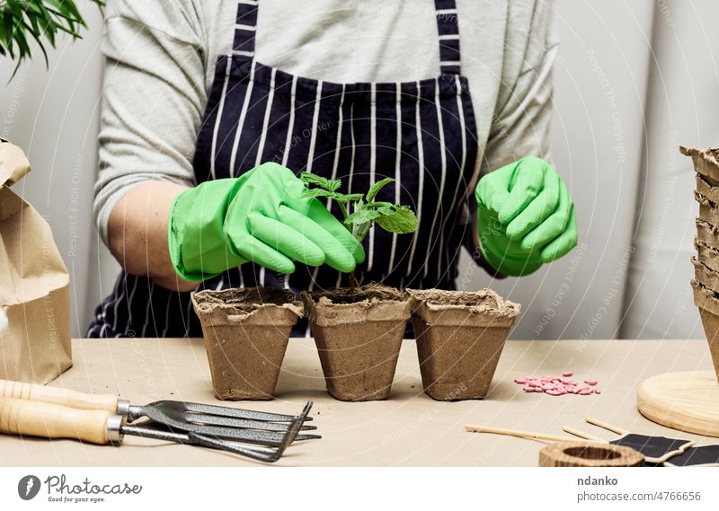 Eine Frau mit grünen Handschuhen zieht Pflanzen in Pappbechern an. Pflanzenanbau zu Hause Hobby Erwachsener Ackerbau Pflege Kaukasier Essen zubereiten Tasse