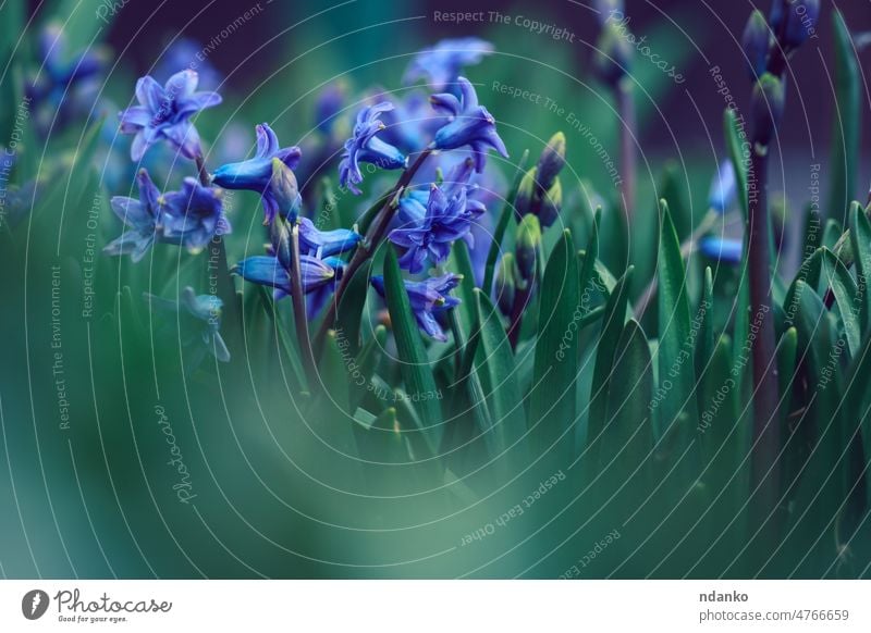blühende blaue Hyazinthe im Garten an einem sonnigen Sommernachmittag, selektiver Fokus Blumenstrauß purpur schön Schönheit Blütezeit Überstrahlung Blühend