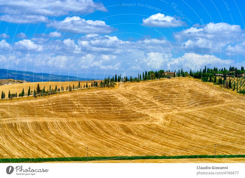 Ländliche Landschaft im Val d Orcia, Toskana, Italien Asciano Europa Siena Ackerbau Farbe Zypresse Tag Bauernhof Feld grün Hügel Natur im Freien Fotografie