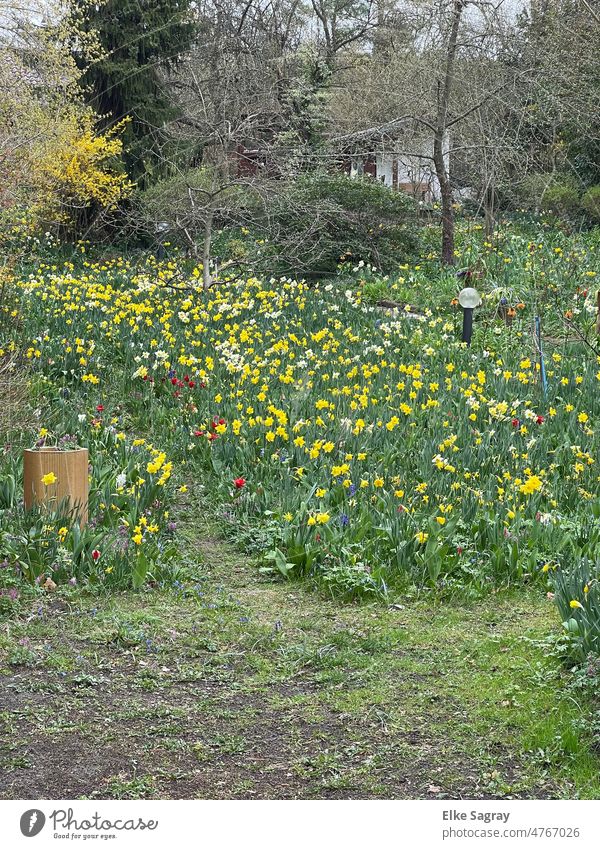 Frühlings-Blumen- Narzissen-Wiese Blüte Sonne Gras Frühblüher Pflanze Natur Menschenleer Gelbe Narzisse
