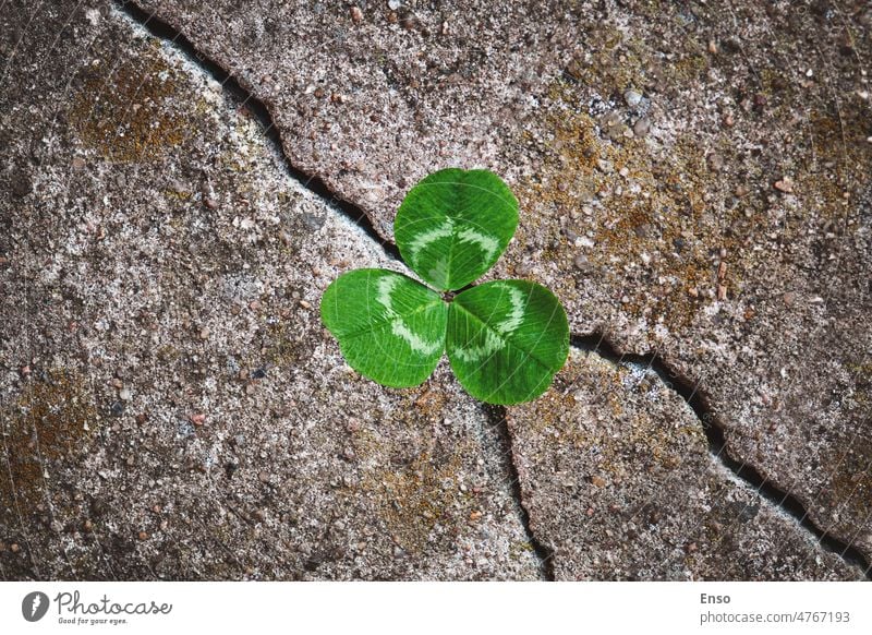 In Stein gepflanzter Grünklee - Konzept der Wiedergeburt, der Wiederbelebung, der Widerstandsfähigkeit und der Erneuerung Klee Pflanze Riss wachsen Überleben