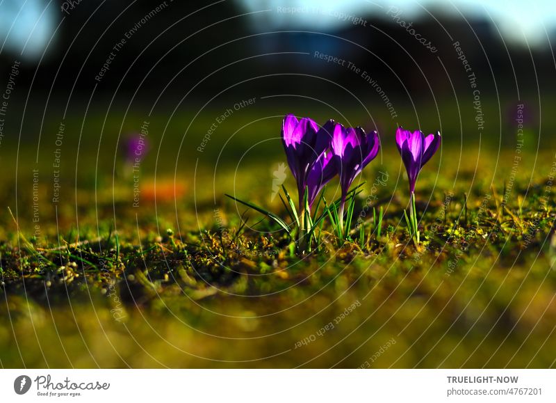 Walpurgisnacht Vorglühen: Die kleine lila leuchtende Krokus Blüten Familie genießt gemeinsam hingebungsvoll das warme Licht der Abendsonne Krokusblüten Gruppe