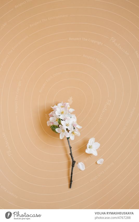 Ein Zweig eines Apfelbaums mit weißen Blüten auf einem beigen Hintergrund. Das Konzept des Frühlings und des schnellen Wechsels der Jahreszeiten. Flachlage, Draufsicht, Kopierraum