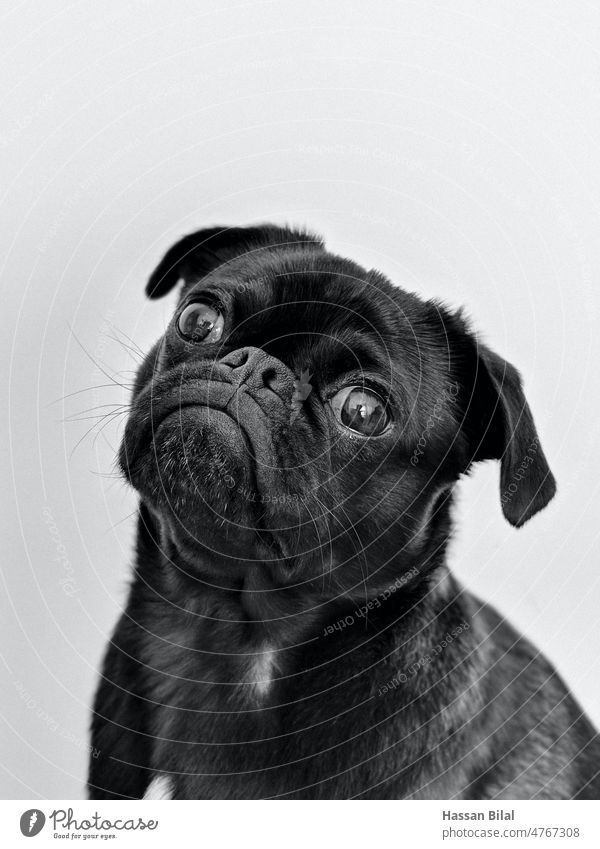 Porträt eines niedlichen schwarzen Hundes in Großaufnahme Haustier Tiere Nahaufnahme Hintergründe Jagdhund Welpe