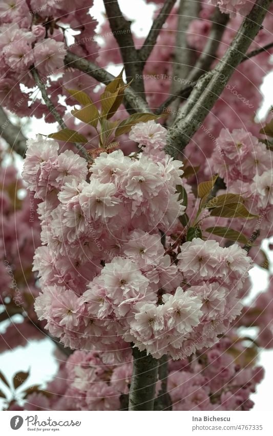 Ein Blütenball mit rosa Kirschblüten an dünnen Äste . Frühling Kirschbaum Natur Blühend Außenaufnahme Farbfoto Baum Pflanze Frühlingsgefühle schön