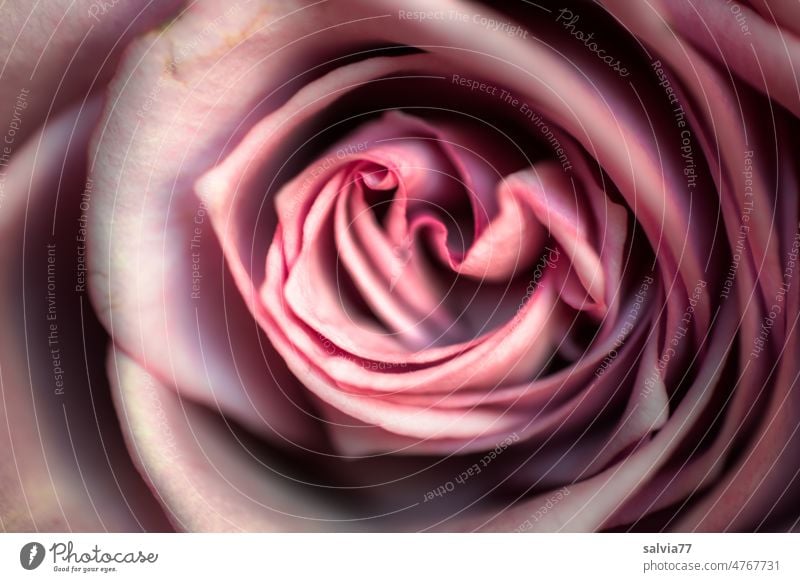Rosa  Rosenblüte rosa Blüte Blume Duft Blühend Natur Pflanze Makroaufnahme Farbfoto Licht und Schattenspiel Strukturen & Formen Romantik schön