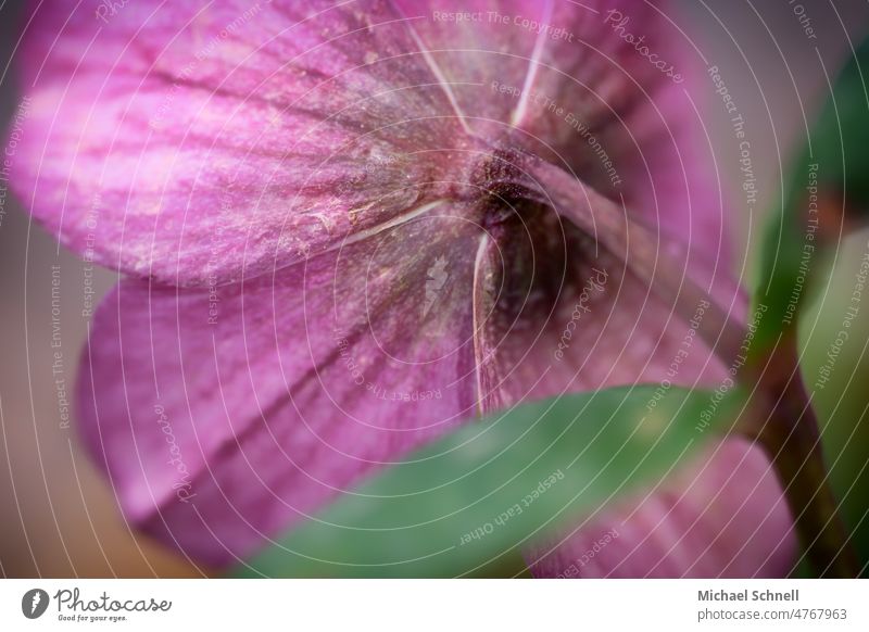 Rosa Blüte Pflanze Natur Blume Nahaufnahme Makroaufnahme Frühling Detailaufnahme zweifarbig Schwache Tiefenschärfe Garten Blühend Unschärfe violett rosa Violet