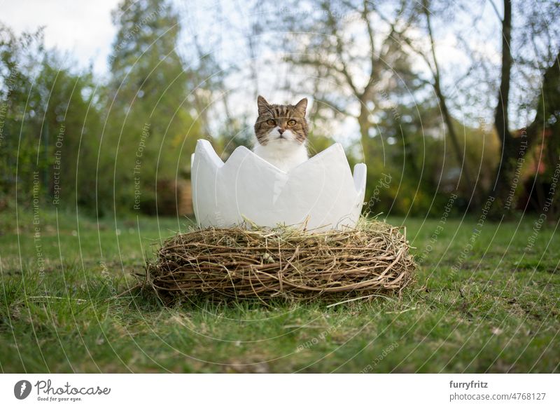 Katze sitzt im Inneren eines Ostereis im Garten und schaut in die Kamera Ostern Ei Nest östlichsten niedlich bezaubernd groß im Freien Natur Pflanzen