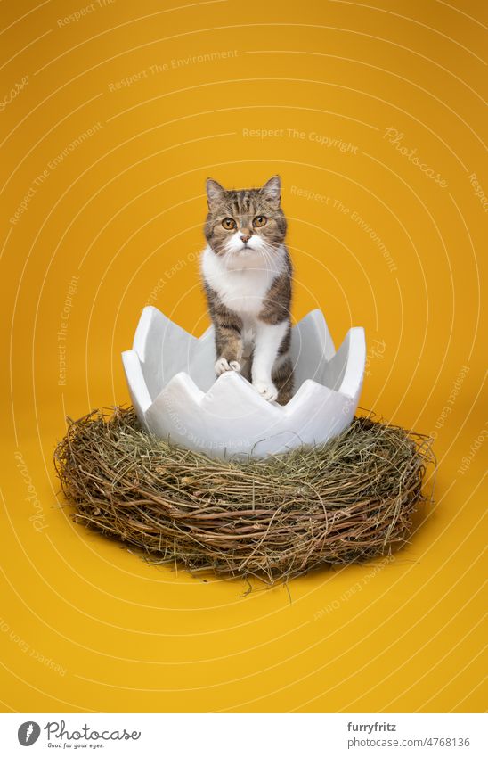 Katze im Inneren eines weißen Ostereis auf gelbem Hintergrund mit Kopierraum Ostern Ei Nest östlichsten niedlich bezaubernd groß Studioaufnahme Textfreiraum