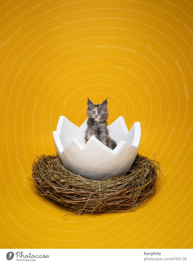 süßes Kätzchen in Osterei in Osternest auf gelbem Hintergrund Katze Ei Nest östlichsten niedlich bezaubernd groß Studioaufnahme Textfreiraum gelber Hintergrund