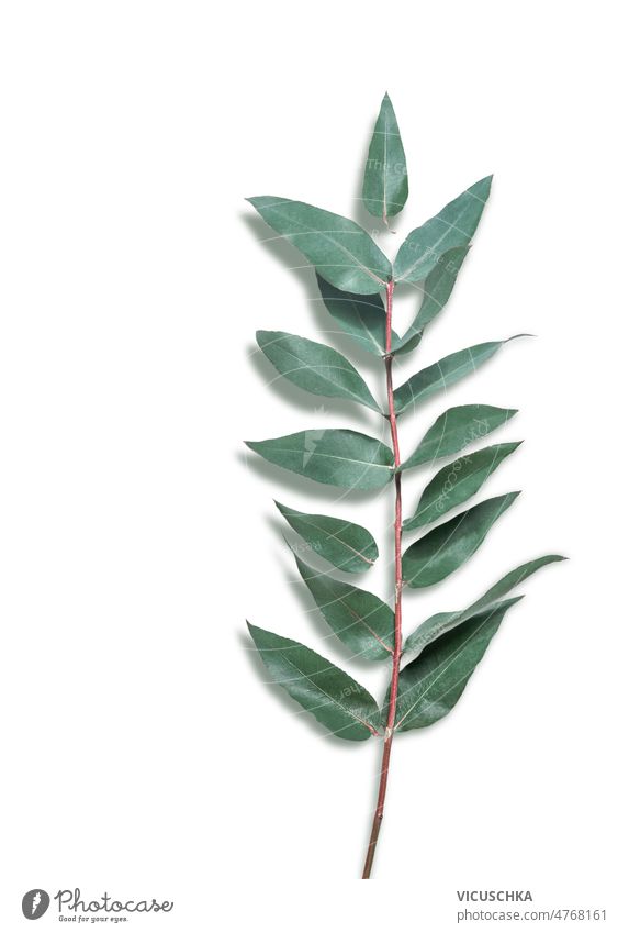 Eukalyptuszweig mit grünen Blättern auf weißem Hintergrund. Ast grüne Blätter weißer Hintergrund natürlich Pflanze sehr wenige Vorlage Draufsicht botanisch