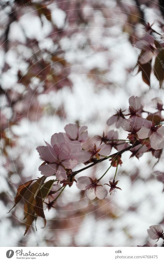 Kirschblüte in zartrosa Zierkirsche rosarot Blüte blühen aufblühen Frühling Frühlingsfest Frühlingsbeginn Frühjahr April Sonne Licht Licht und Schatten Zweig