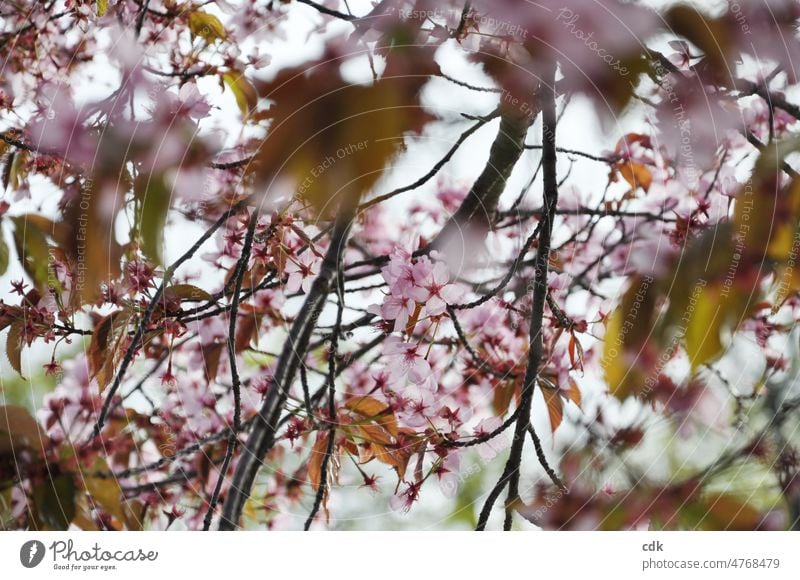 Frühling | Kirschblüten in rosa Zierkirsche rosarot Schärfe Unschärfe zart sanft verspielt Licht Sonne Kirschbaum Blüten im Licht Blätter Baum schön Schönheit