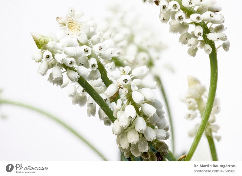 Muscari armeniacum, weiß blühende Auslese Traubenhyazinthe Armenische Traubenhyazinthe Sorte Sorte `Album´ Blüten Blütenstand Frühjahrsblüher Neophyt