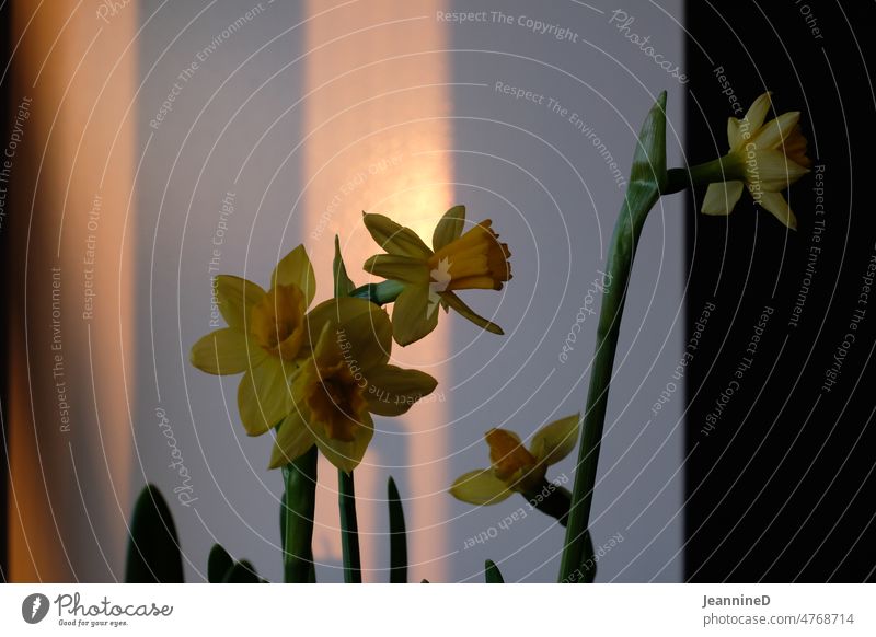 Osterglocken vor einer Wand mit Lichtspiel Narzissen Frühling Farbfoto Pflanze Schattenspiel Innenaufnahme Blühend Sonnenschein Abendstimmung Blume Blüte
