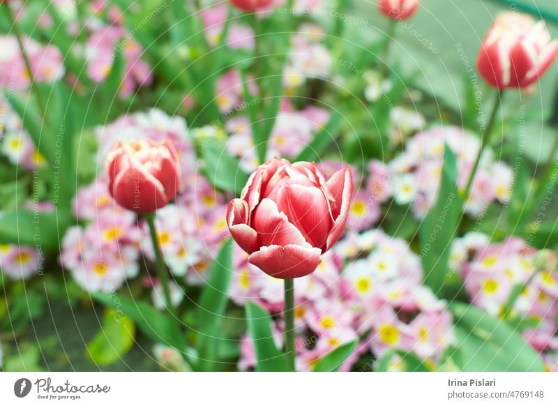 Vivid rosa, rote Tulpen mit grünen Blättern blühen in einem Garten in einem Frühlingstag, schöne Outdoor-Blumen Hintergrund mit Weichzeichner fotografiert.