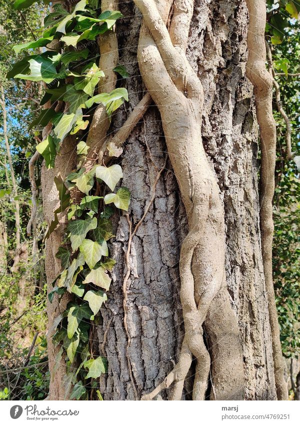 Schlank und Rank räkelt sich dieser Efeustamm an einem Baumstamm verwachsen gegenseitige Verbindung knorrig stützen vereinnahmen erdrücken Vereinigung