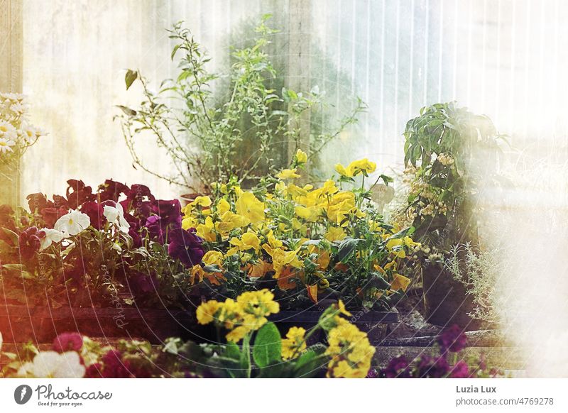 Blick durchs Schaufenster in eine Gärtnerei Glasscheibe Spiegelung frühlingshaft Pflanze Blume Natur Blühend Gewächshaus Blüte blühend gärtnern Garten Licht