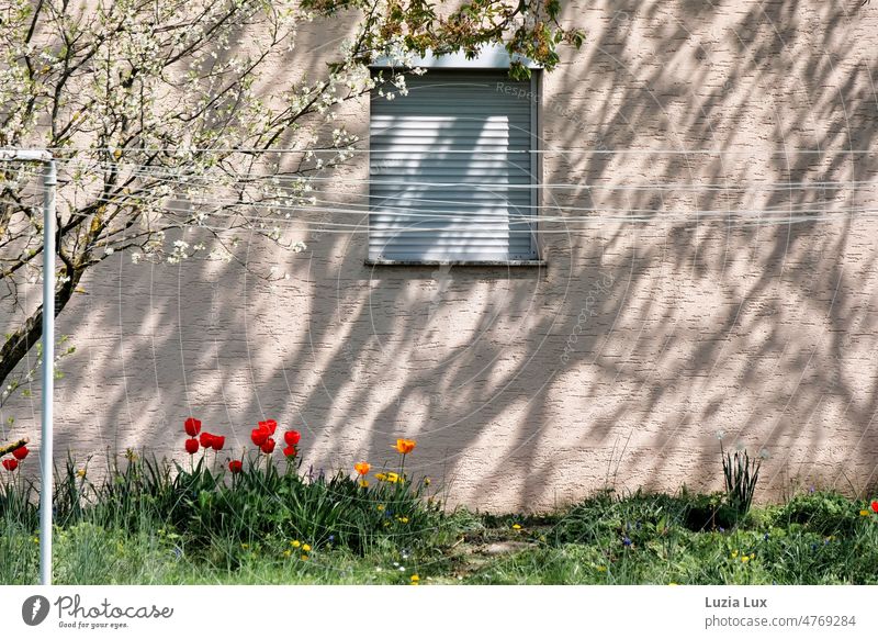 Hinter dem Haus: Fenster mit heruntergelassenem Rollladen, Wäschleinen, Sonne und Schatten, leuchtende Tulpen Wäscheleine Äste Baumblüte blühende Zweige
