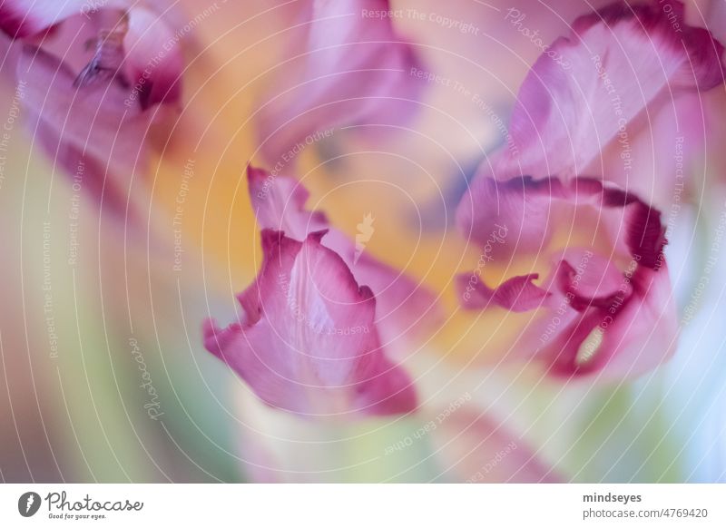Blütenblatt Tulpe abstrakt Blume unschärfe weich samtig natur blühend pink rosa rosarot Unschärfe Nahaufnahme Frühling