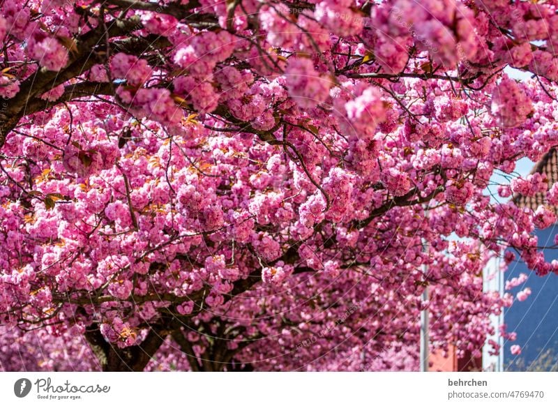 blütenbobbel Bäume Baum wunderschön Wärme Frühling Sommer Außenaufnahme Pflanze Sonnenlicht Farbfoto Menschenleer Leichtigkeit zart sommerlich Duft blühen Blüte