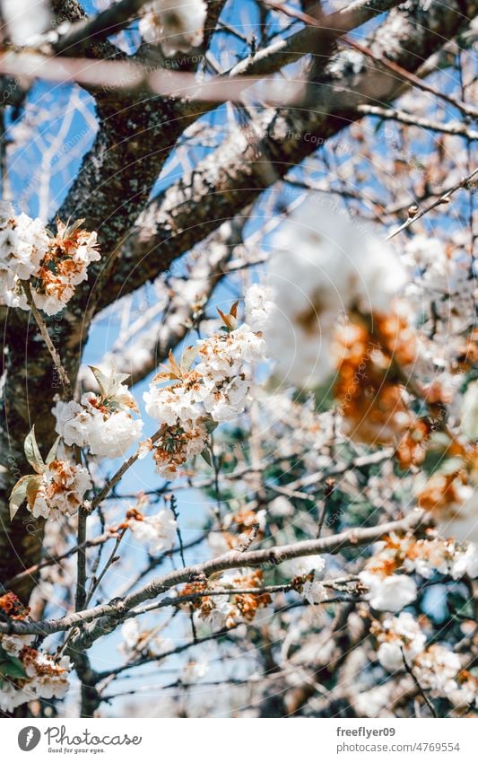 Weiße blühende Kirschblüten im Frühling Blumen Kirsche weiß Textfreiraum Baum Ast blau Himmel Natur Japan Sakura Saison neu Botanik Panorama Kirschbaum Blüte
