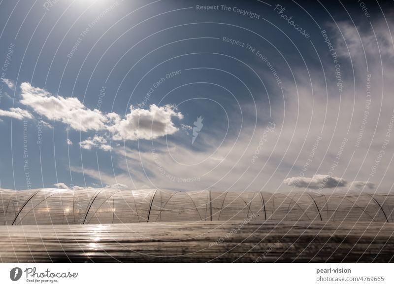 Himmel trifft auf Folientunnel Außenaufnahme Feld Agrarwirtschaft Gewächshaus Landwirtschaft schönes Wetter Sonneneinstrahlung Sonnenenergie natürliche Wärme