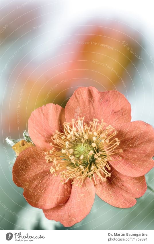 Blüte der Nelkenwurz, Geum coccineum Sibth. & Sm., Rosaceae, Rosengewächse aus den Gebirgen des Balkans und der Türkei Rote Nelkenwurz Blume blühen orangefarbig